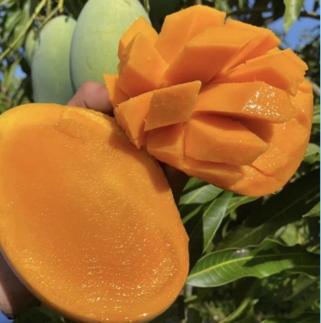 2026 NewMalika Dwarf Cold Hardy MANGO TREE GRAFTED (2-4 Feet Tall)
