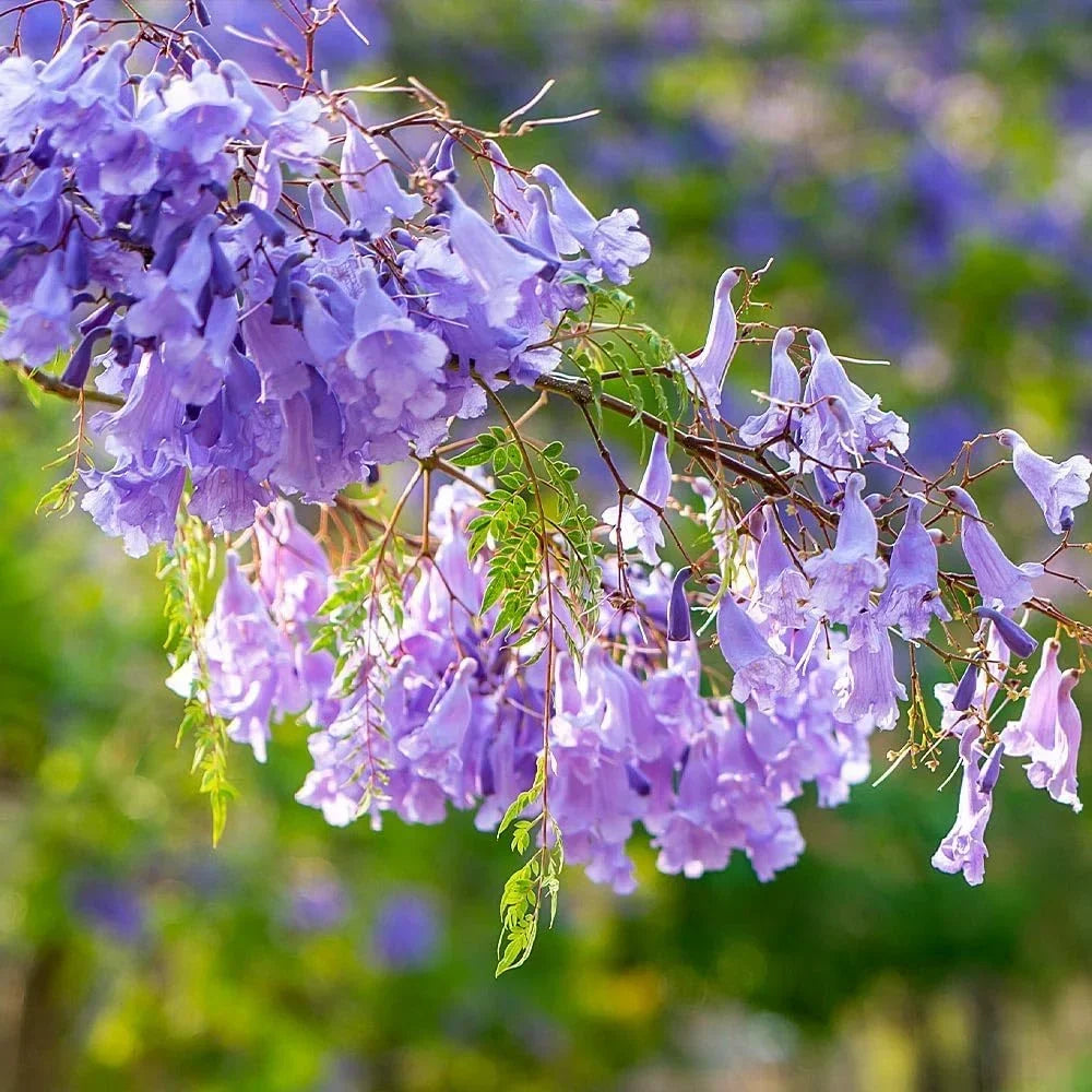 2026 NewBrighter Blooms - Jacaranda Tree, 2-3 ft. - No Shipping To AZ