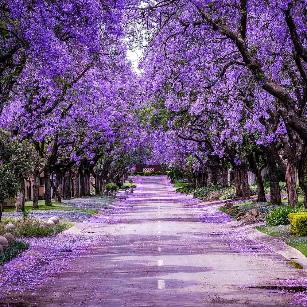 2026 NewBrighter Blooms - Jacaranda Tree, 2-3 ft. - No Shipping To AZ