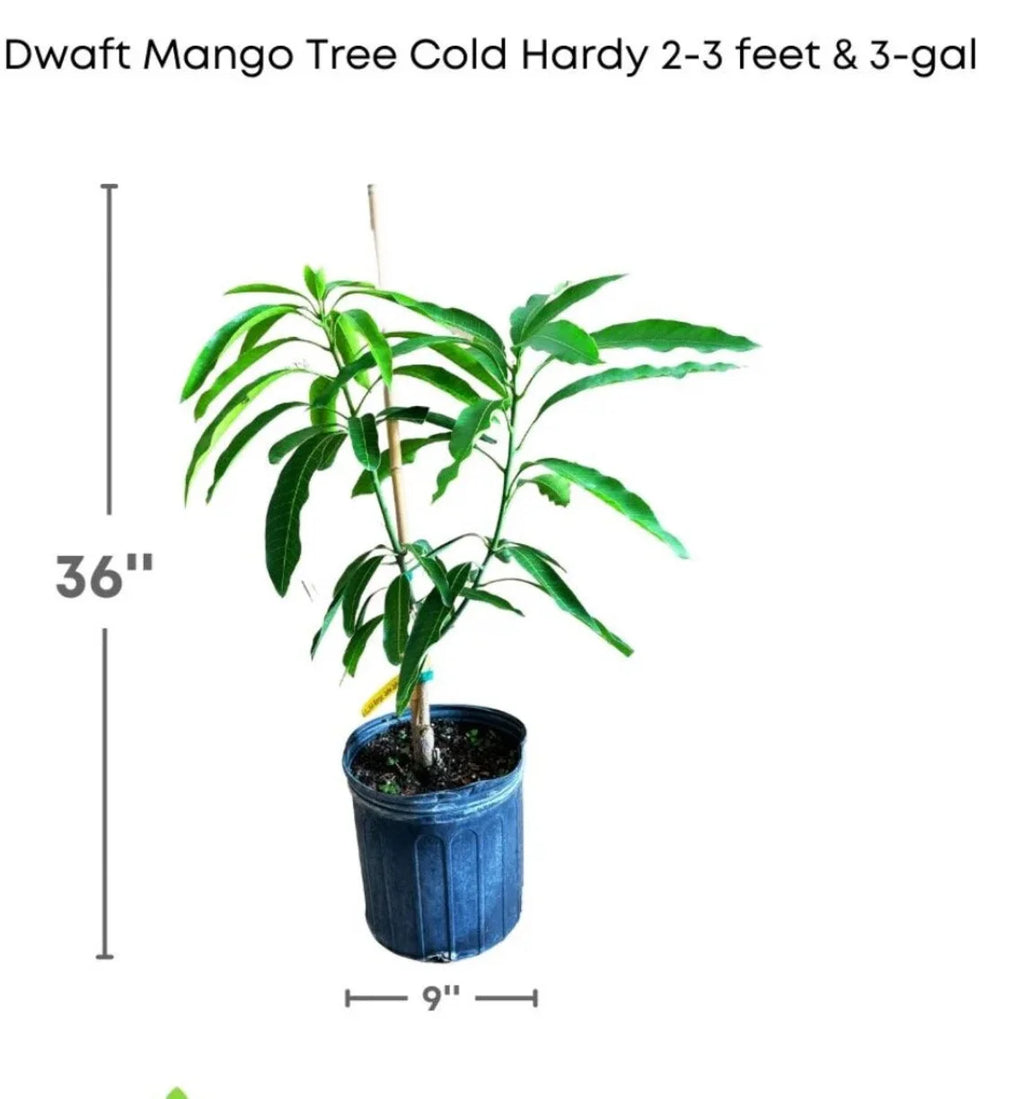 2026 NewMalika Dwarf Cold Hardy MANGO TREE GRAFTED (2-4 Feet Tall)