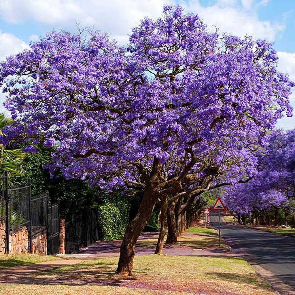 2026 NewBrighter Blooms - Jacaranda Tree, 2-3 ft. - No Shipping To AZ