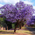 2026 NewBrighter Blooms - Jacaranda Tree, 2-3 ft. - No Shipping To AZ