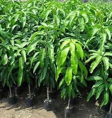 2026 NewMalika Dwarf Cold Hardy MANGO TREE GRAFTED (2-4 Feet Tall)