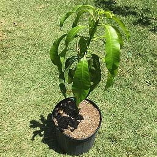 2026 NewMalika Dwarf Cold Hardy MANGO TREE GRAFTED (2-4 Feet Tall)