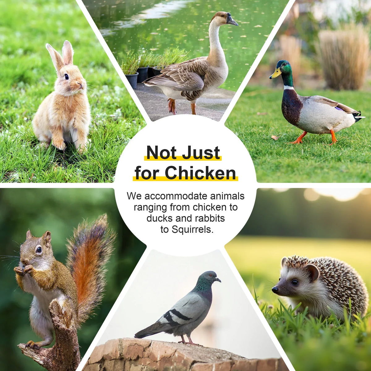 2026 NewPortable Chicken Coop Run Rabbit Hutch Outdoor Small Animal Cage House Wooden Poultry Enclosure for Bunny, Duck, Chick, Quail, No Assembly Required