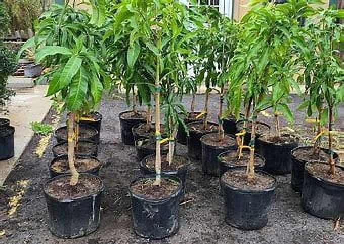 2026 NewMalika Dwarf Cold Hardy MANGO TREE GRAFTED (2-4 Feet Tall)