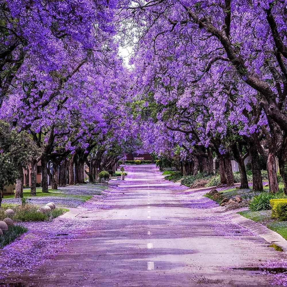 2026 NewBrighter Blooms - Jacaranda Tree, 2-3 ft. - No Shipping To AZ