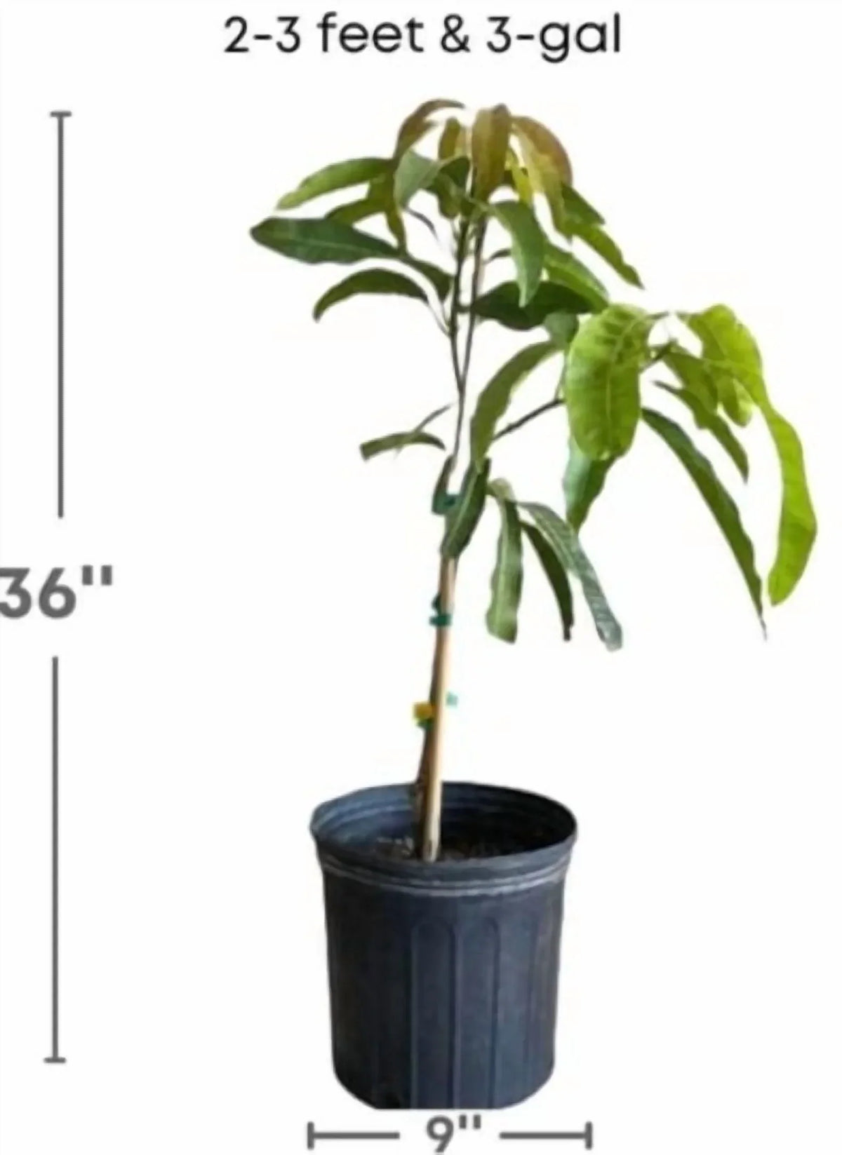2026 NewMalika Dwarf Cold Hardy MANGO TREE GRAFTED (2-4 Feet Tall)